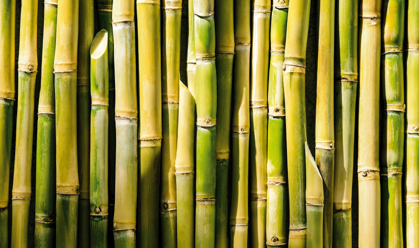 Bioplástico, o plástico de fontes renováveis.